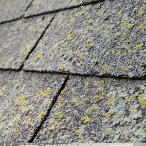 Roof algae removal