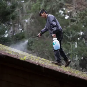 Remove roof moss